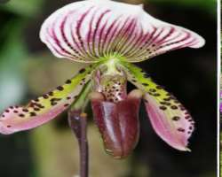 The gardens have different varieties of plants that are conserved and are used for researches.